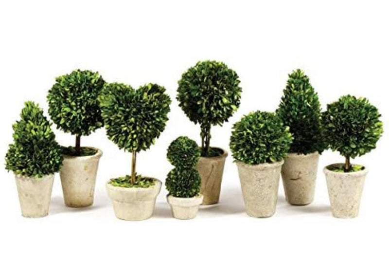 Napa Home & Garden Preserved Greens Set of 8, 9.5" to 16" H Topiaries
