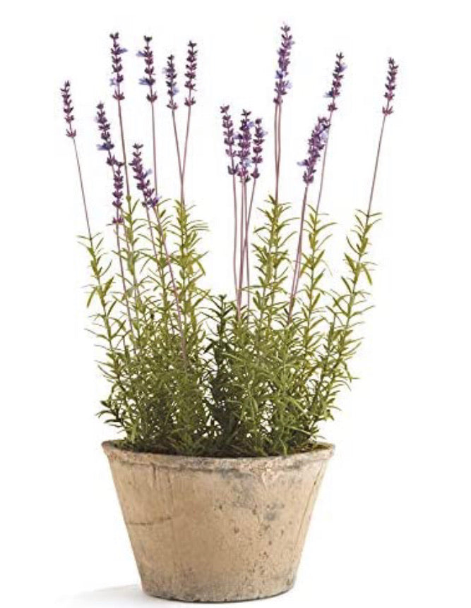 Napa Home & Garden Conservatory French Lavender Potted HERB 21-INCH