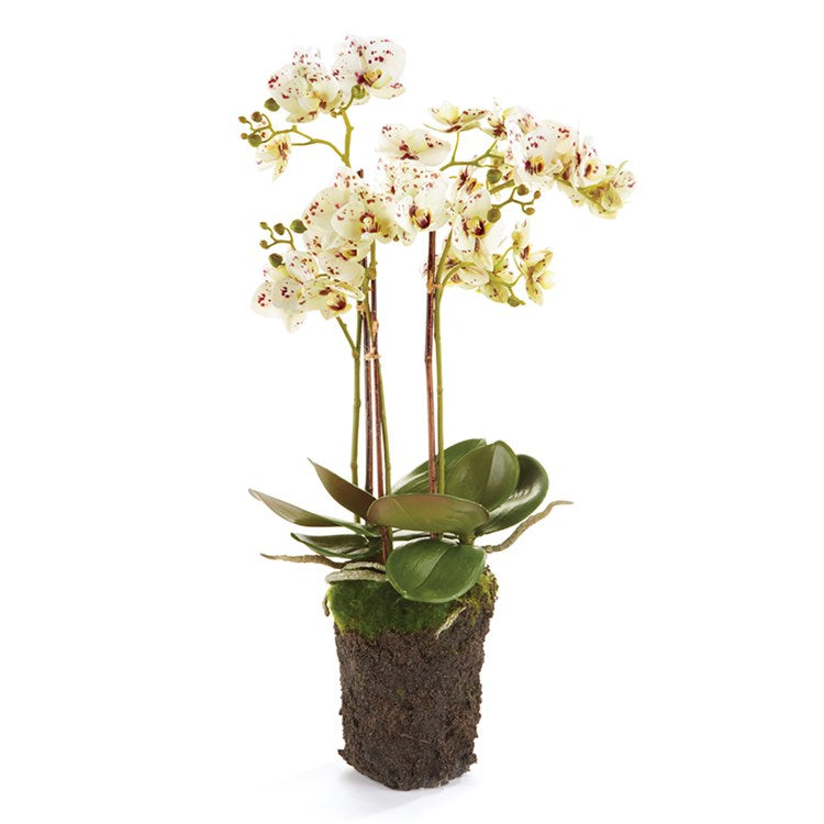 Napa Home & Garden Conservatory PHALAENOPSIS Orchid Drop-in 20-INCH
