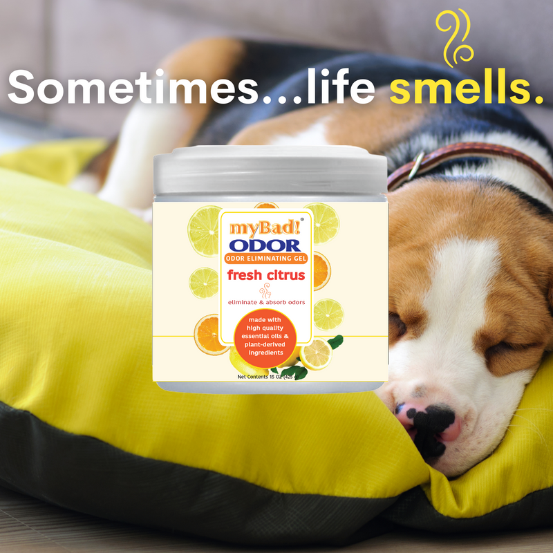 my Bad! Odor Eliminator Gel 15 oz - Fresh Citrus (3 PACK) Air Freshener - Eliminates Odors in Bathroom, Pet Area, Closets