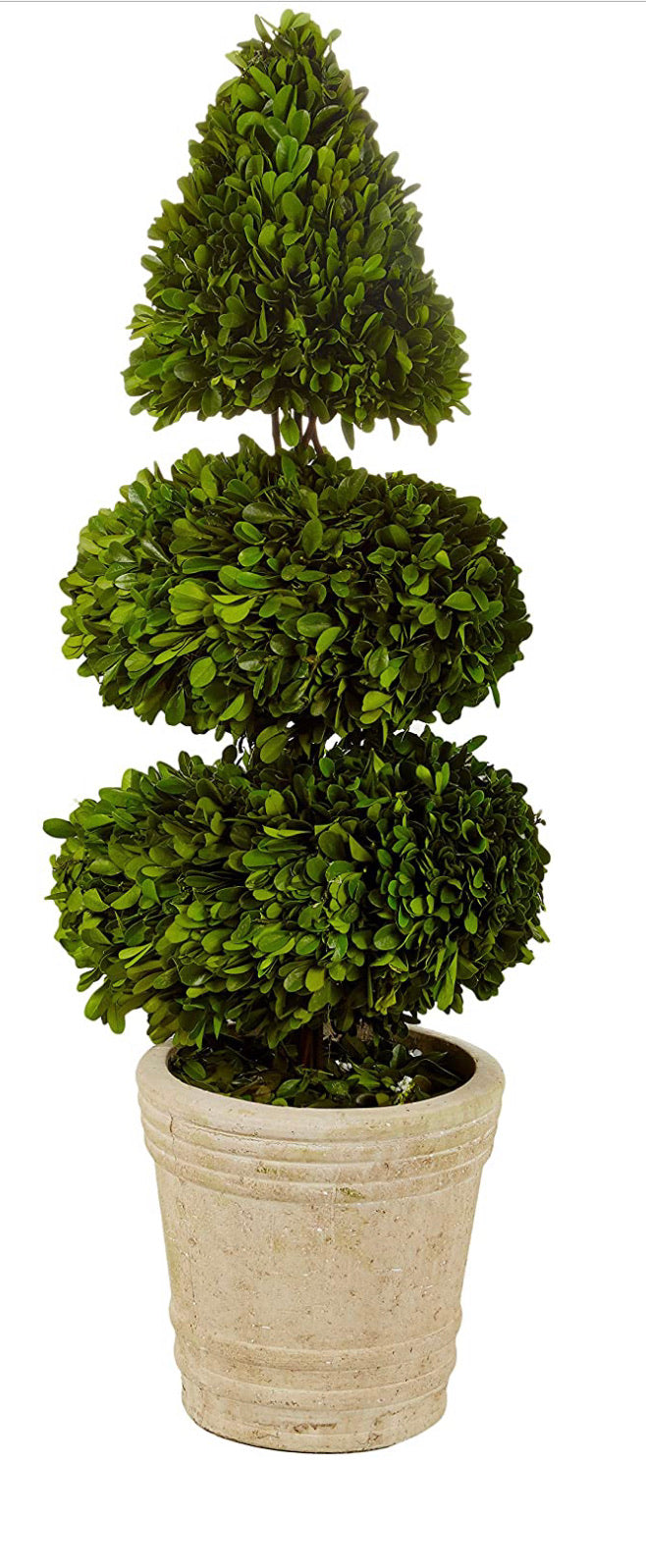 Preserved Boxwood with Double Ball and Cone