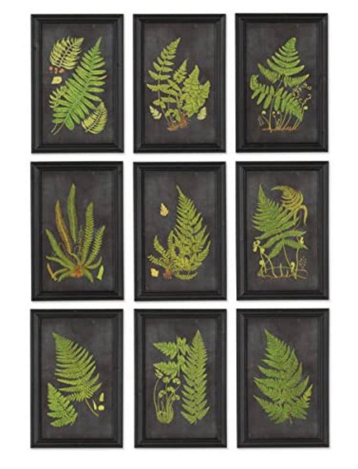 Napa Home & Garden Framed Fern Botanical Prints, Set of 9