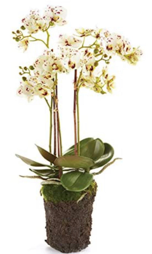 Napa Home & Garden Conservatory PHALAENOPSIS Orchid Drop-in 20-INCH