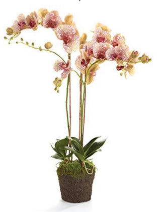 Napa Home & Garden Conservatory Burgundy PHALAENOPSIS Orchid Drop-in 32-INCH