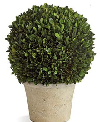 Preserved Boxwood Ball in Grey Pot, 16-Inch