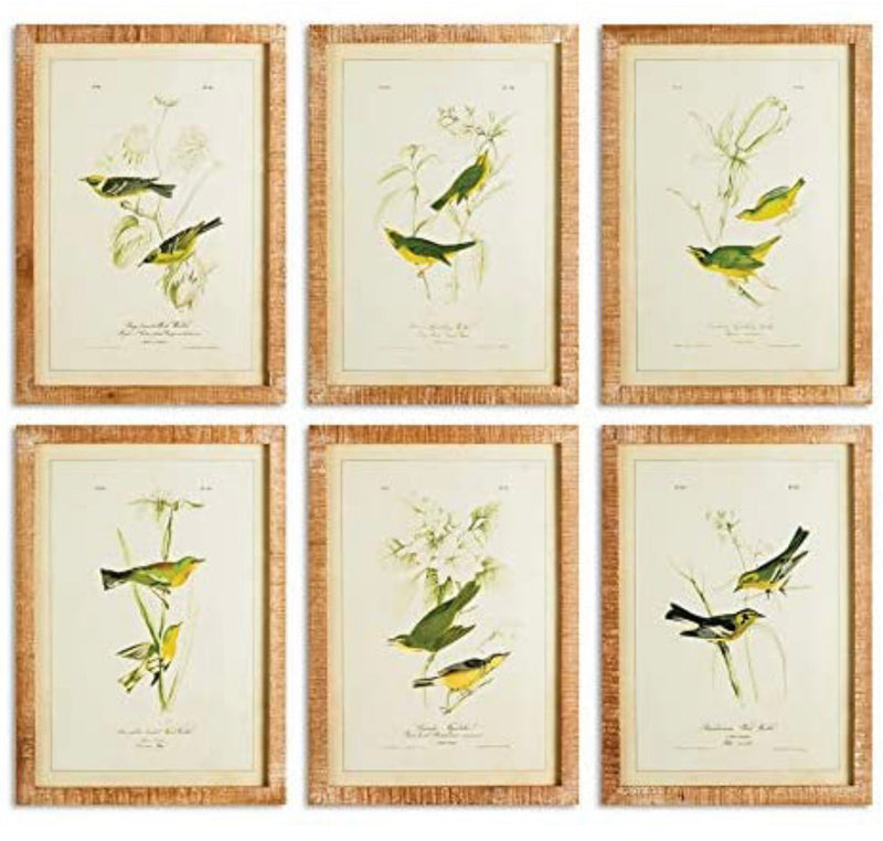 Napa Home & Garden Green Birds Study, Set of 6 Wall Art