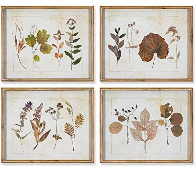 Napa Home & Garden Leaf Study Blush Tones, Set of 4 Wall Art