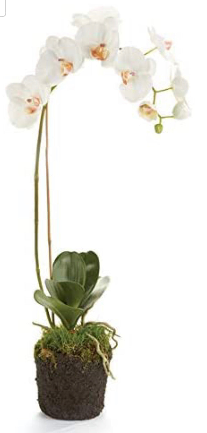 Napa Home & Garden Conservatory PHALAENOPSIS Orchid Drop-in 26-INCH