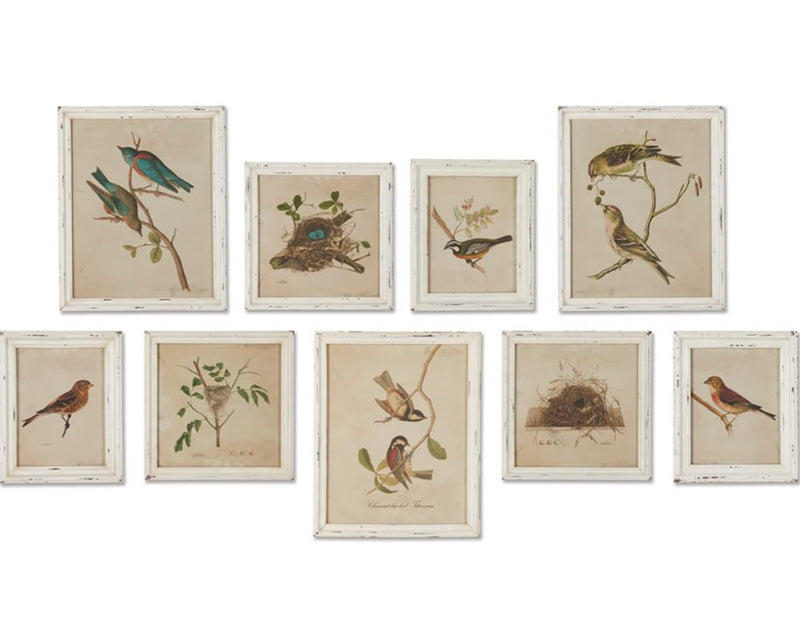 Napa Home & Garden Framed Aviary Bird & NEST Habitat Prints