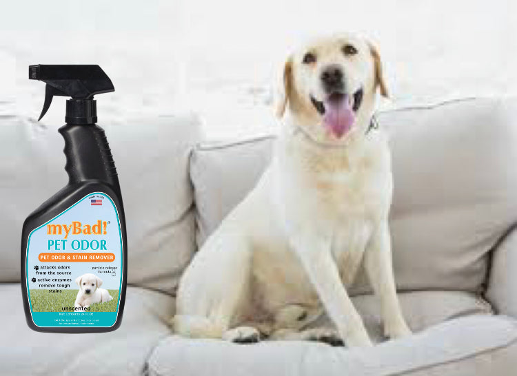 my Bad! Pet Stain & Odor Eliminator 2 Pack - Spray 24 oz each, Eliminates Pet Odor and Stains