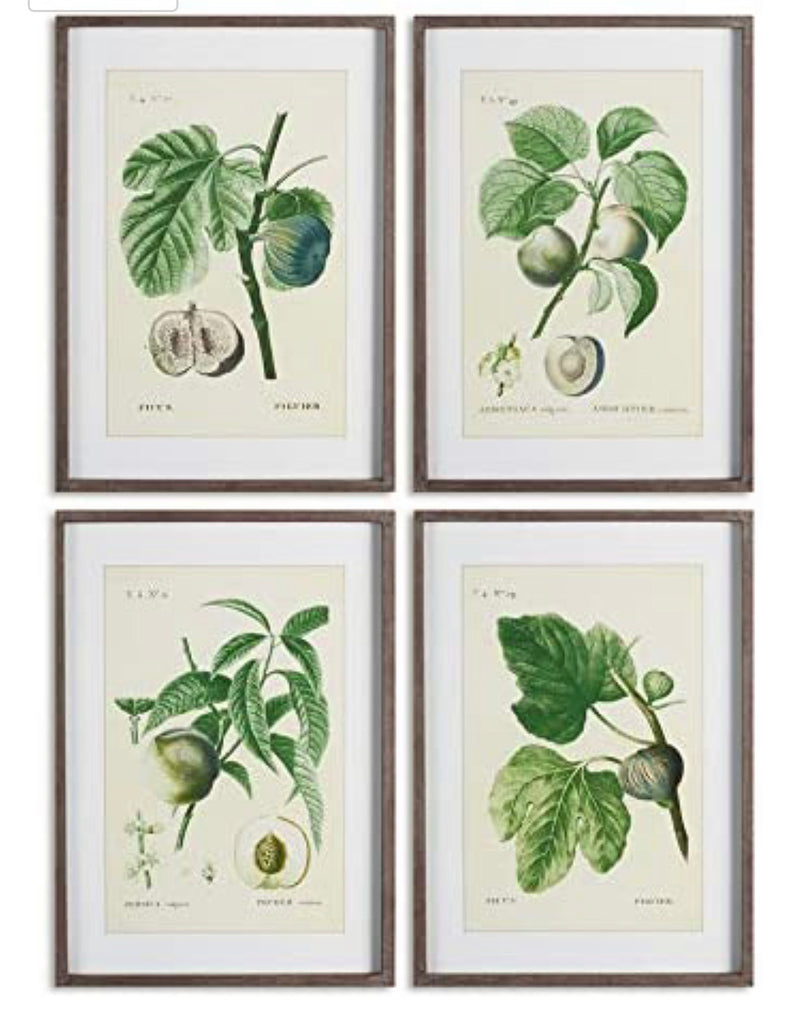 Napa Home & Garden Fruit Prints, Set of 4 Wall Art