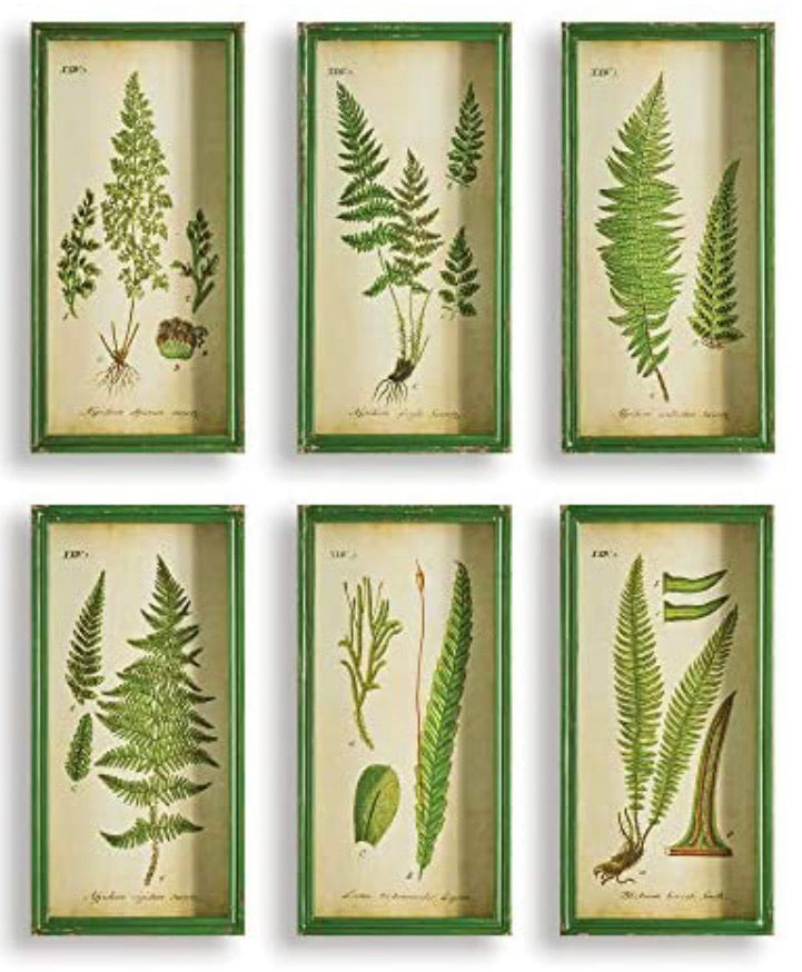 Napa Home & Garden Fern Study Shadow Box Prints, Set of 6 Wall Art