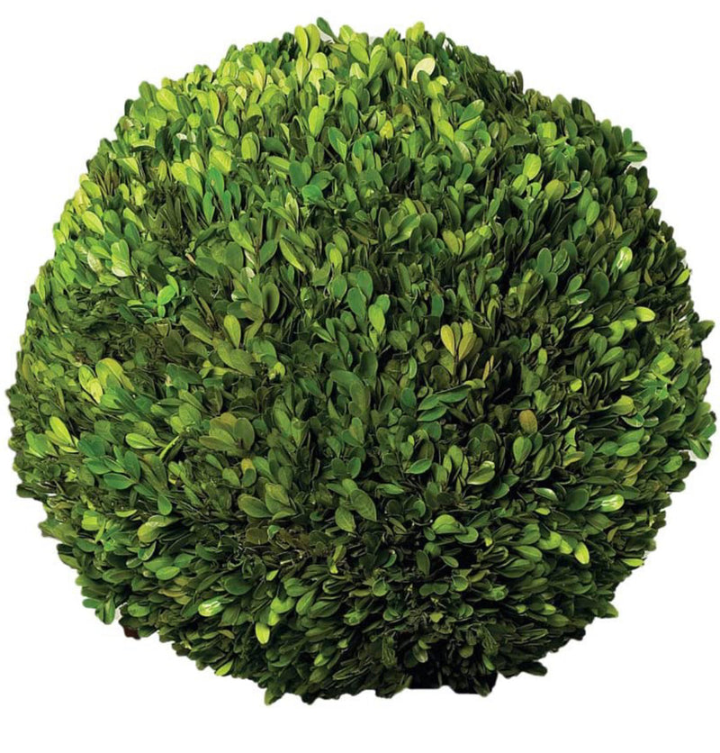 Preserved Boxwood Ball, 16-Inch