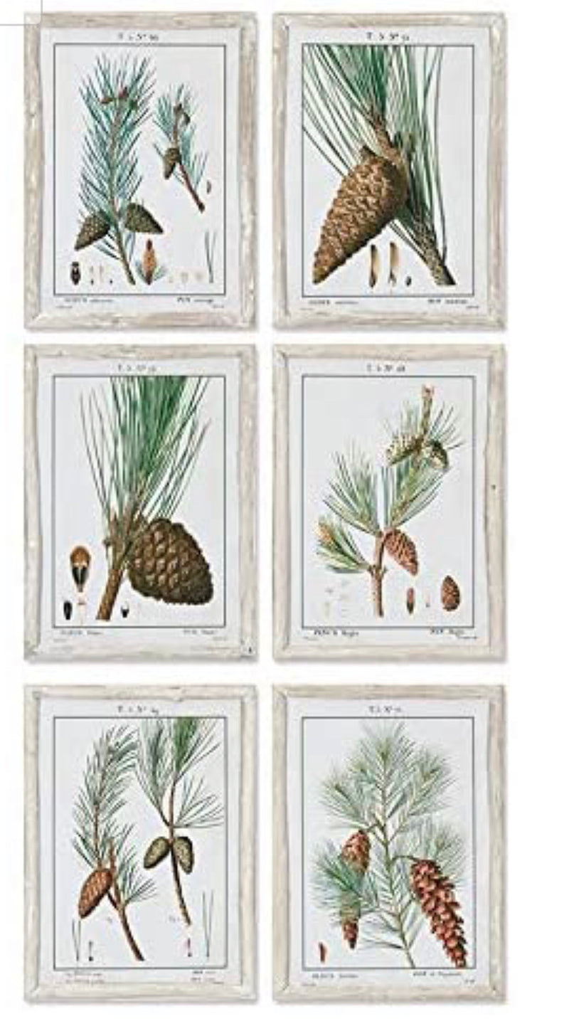 Napa Home & Garden Pine Study, Set of 6 Wall Art