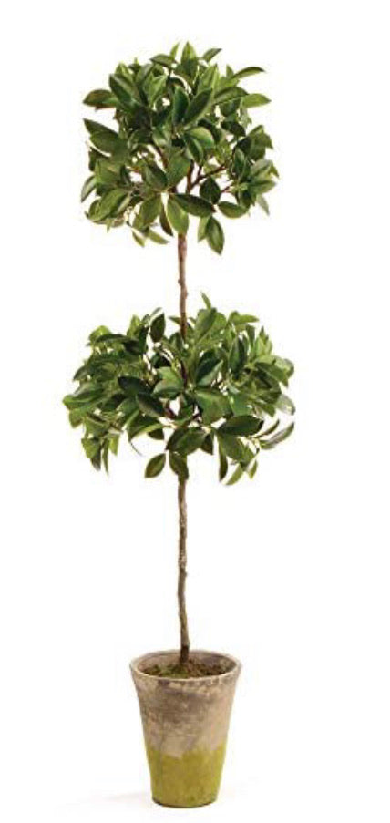 Napa Home and Garden Conservatory Ficus Topiary in Pot